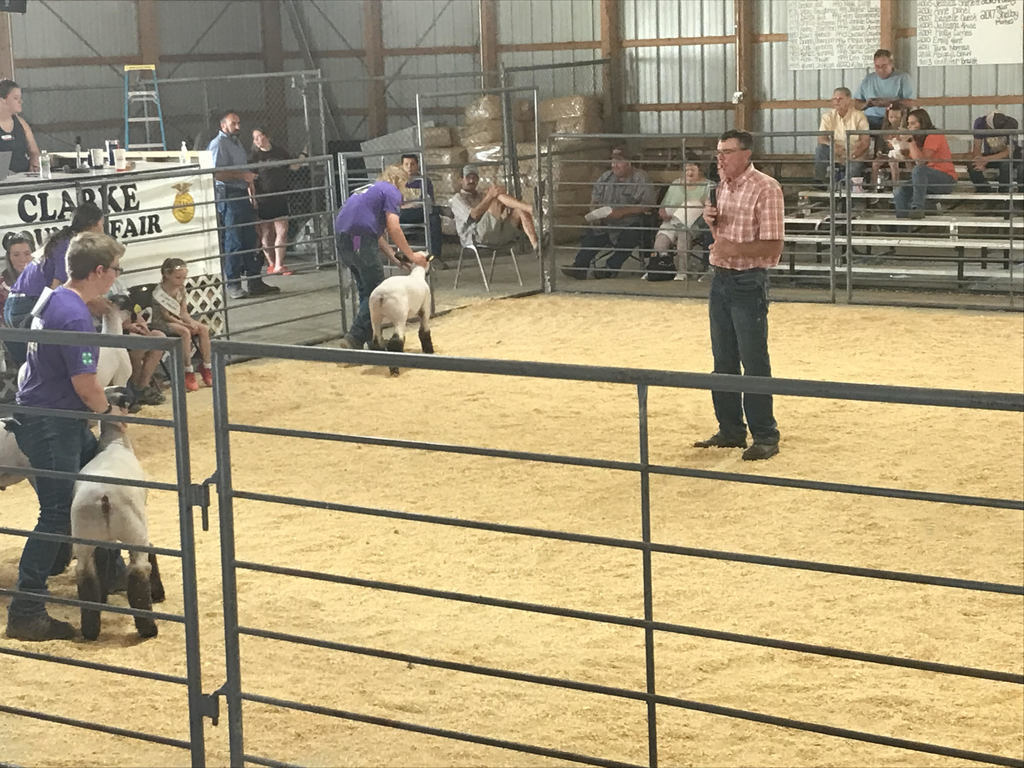 FFA members showing sheep