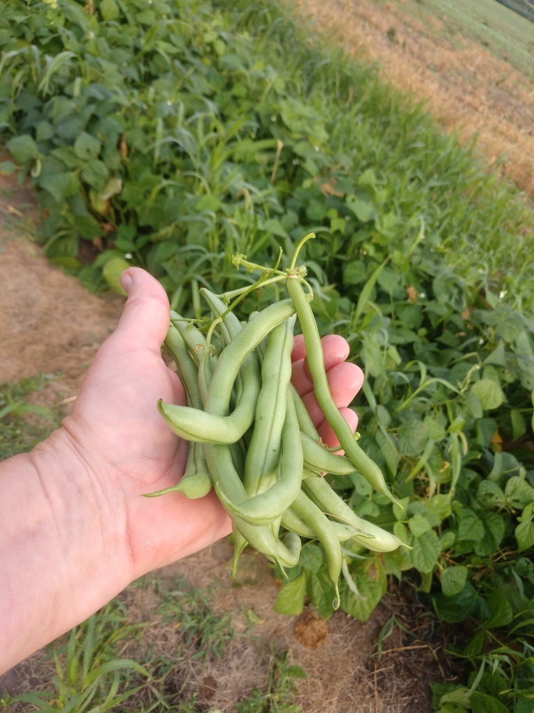 Fresh Green Beans