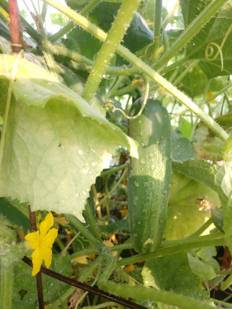 Fresh cucumber