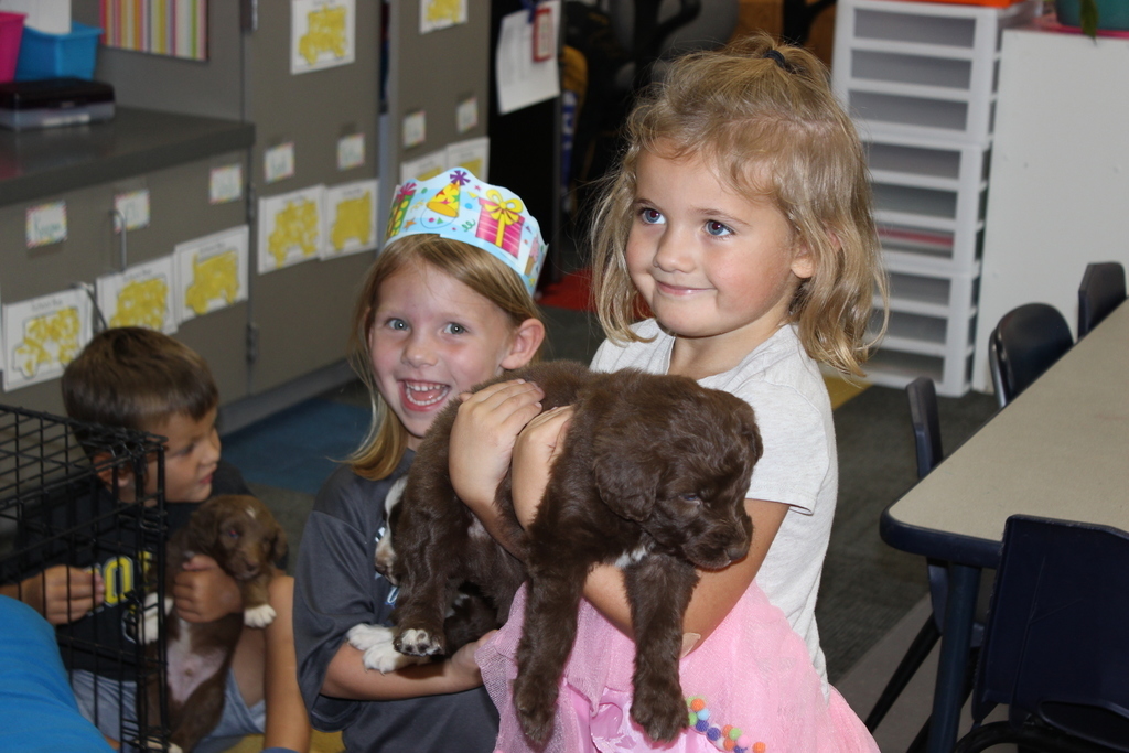 Puppies in PreSchool